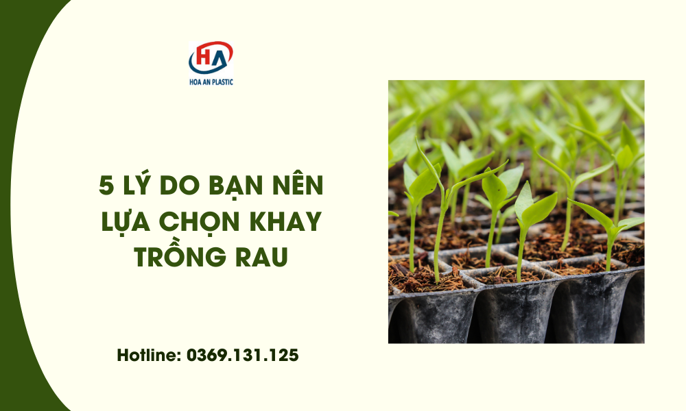 5 Lý Do Bạn Nên Lựa Chọn Khay Trồng Rau