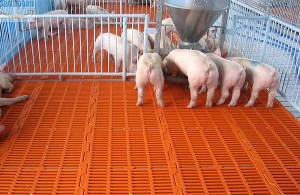 Tấm nhựa lót sàn heo Giải pháp tối ưu cho nông nghiệp